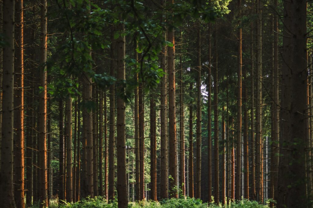 pexels lana kravchenko 25433295 33164661 pexels lana kravchenko 25433295 33164661